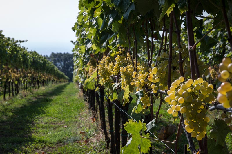 Tenuta di Corte Giacobbe hrozny ve vinici