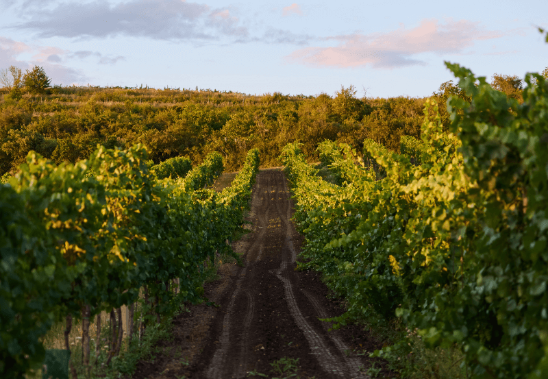 Prašná cesta uprostřed vinic