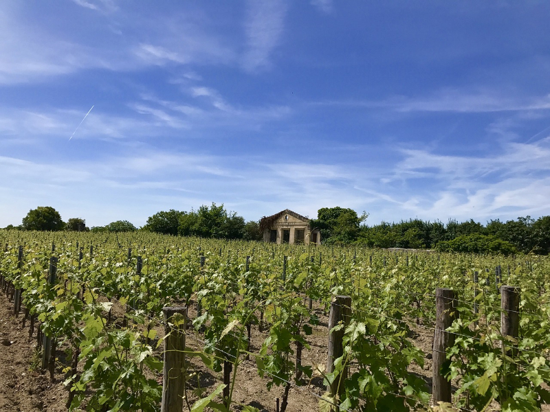 Bordeaux vinice