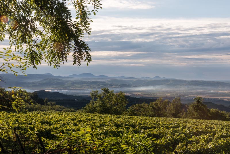 Vinice Tenuta di Corte Giacobbe