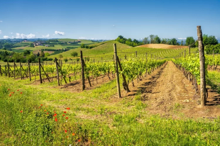vinice, na které se pěstuje víno Barbaresco