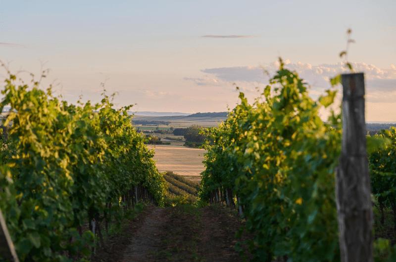 cestička mezi vinicemi