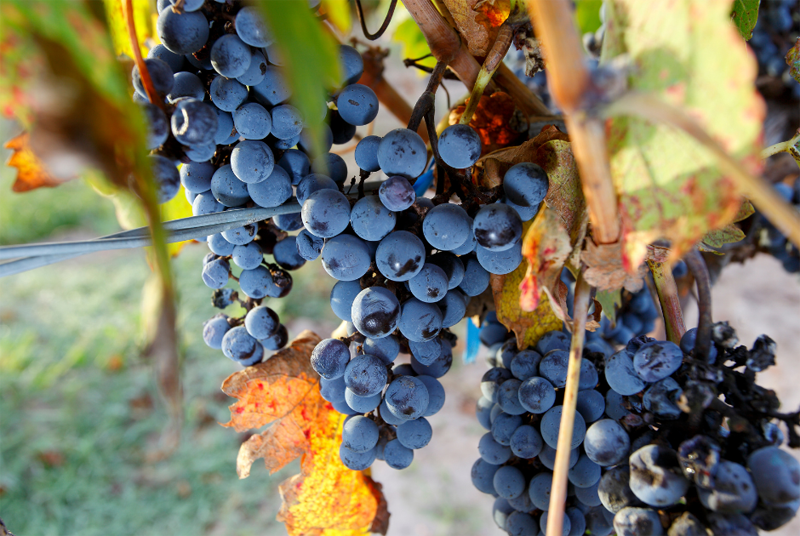 Hrozny francouzské odrůdy Cabernet Sauvignon