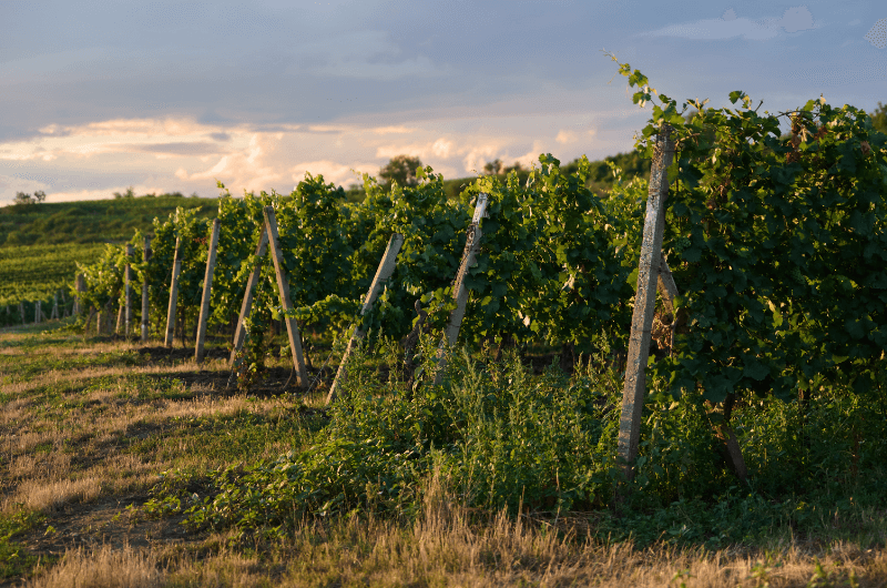 zelený vinohrad při západu slunce 