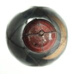 1915 Rioja Gran Reserva Gomez Cruzado