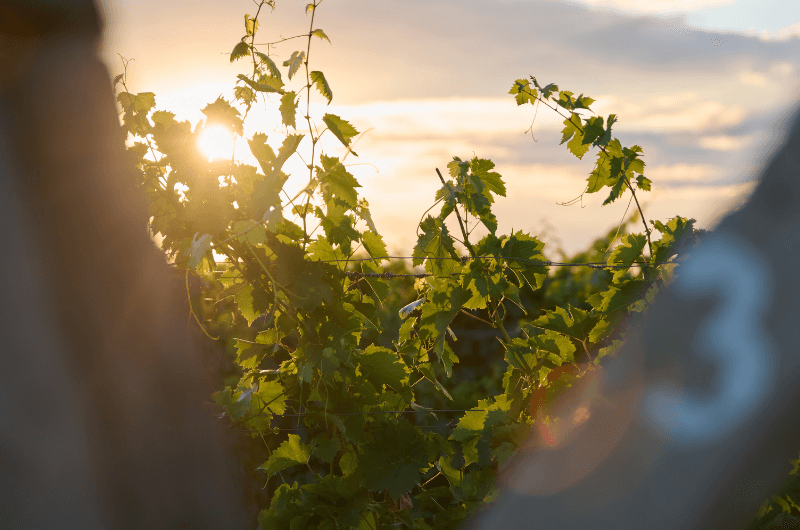 vinohrad so západom slnka