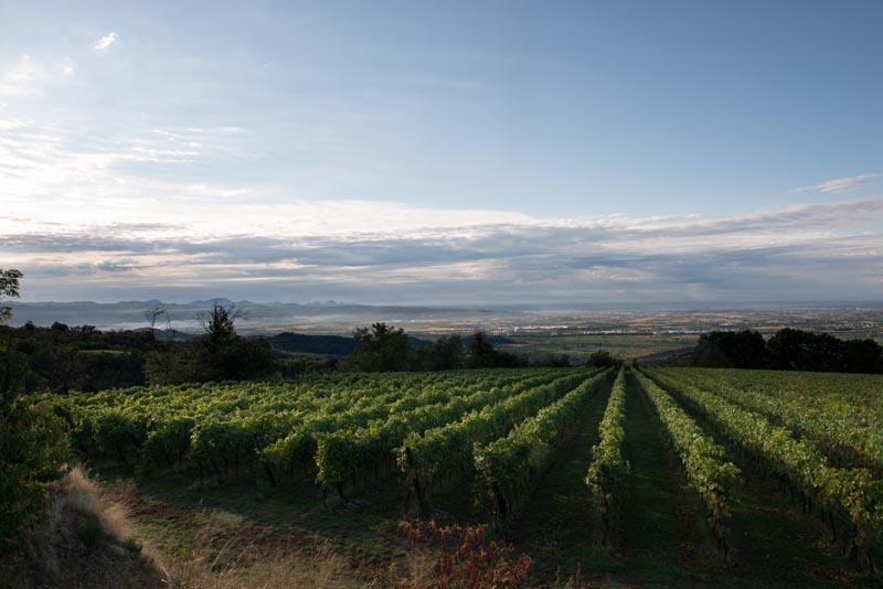 Vinice Tenuta di Corte Giacobbe