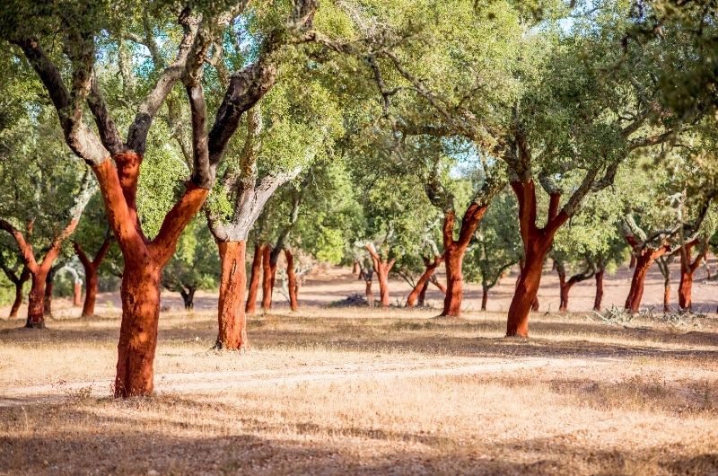 korkové duby v Portugalsku