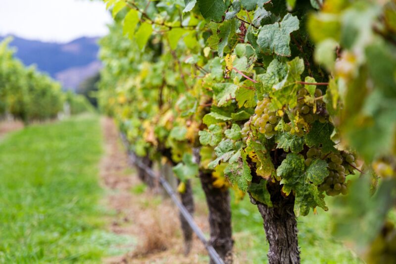 Sauternes sa vyrába z troch bielych odrôd hrozna