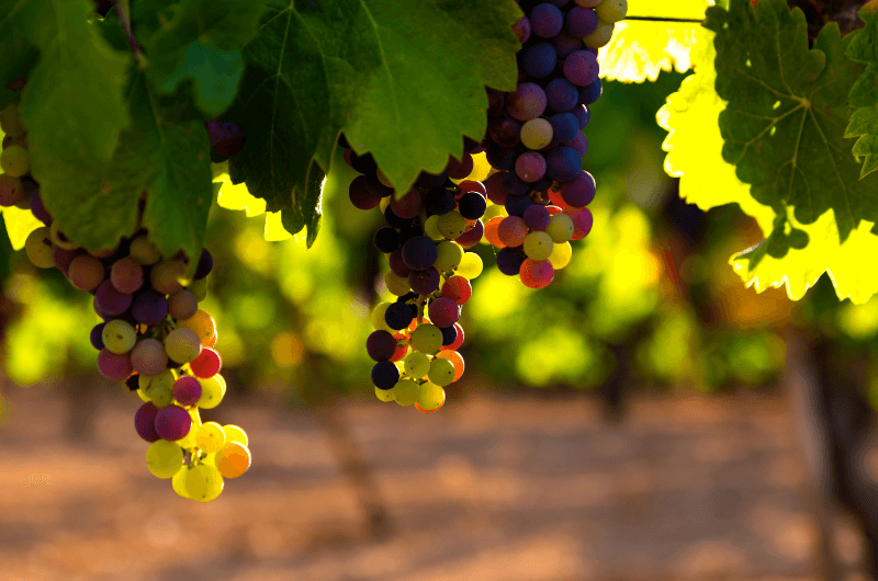 Kiście białych i czerwonych winogron
