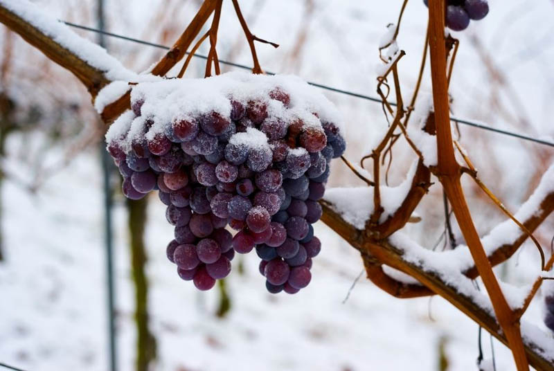 Winogrona na wino lodowe przysypane sniegiem