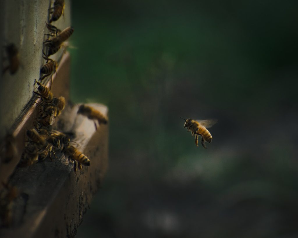 pszczoły przytatują do ula