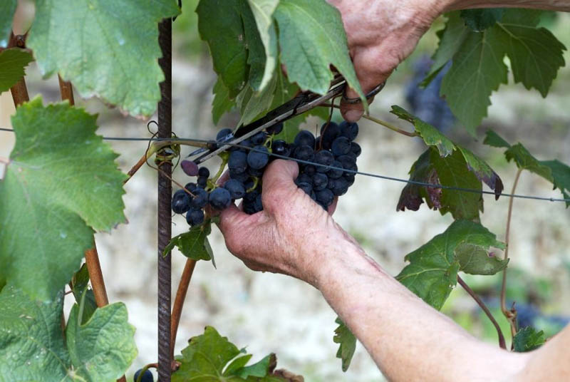 Ręczne zbieranie winogron