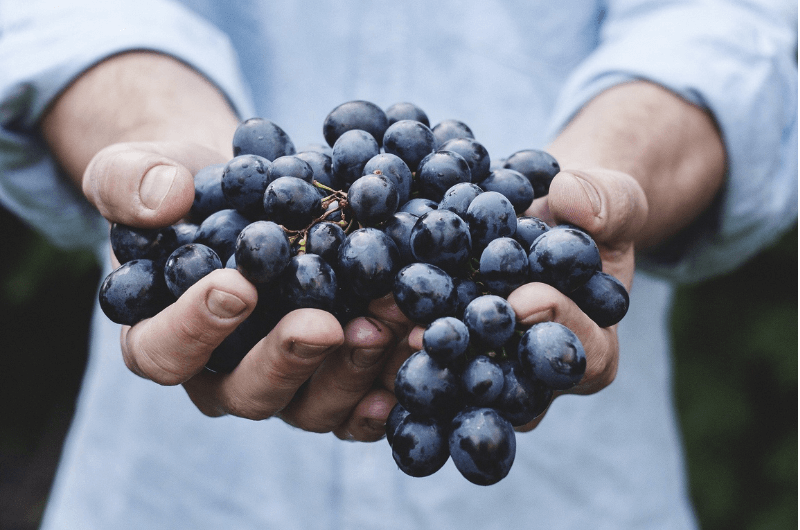 Człowiek trzyma w rękach czerwone winogrona