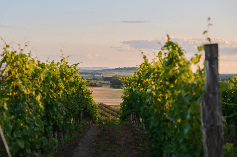 ścieżka pomiędzy rzędami winorośli
