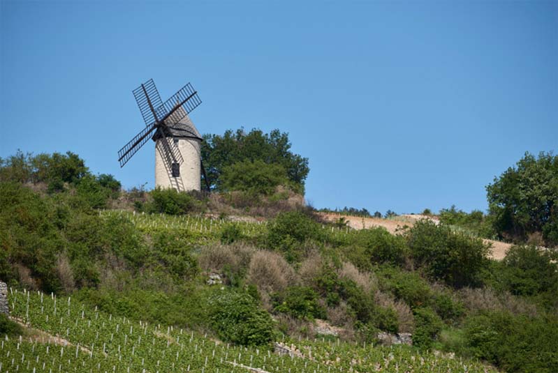 Francuska winnica w Burgundii