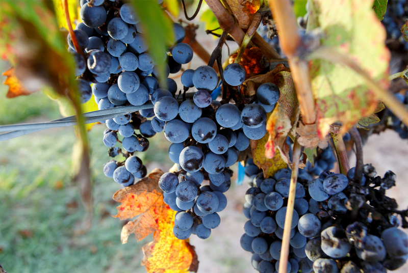 Winogrona francuskiej odmiany Cabernet Sauvignon