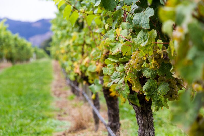 Sauternes produkuje się z trzech białych odmian winogron