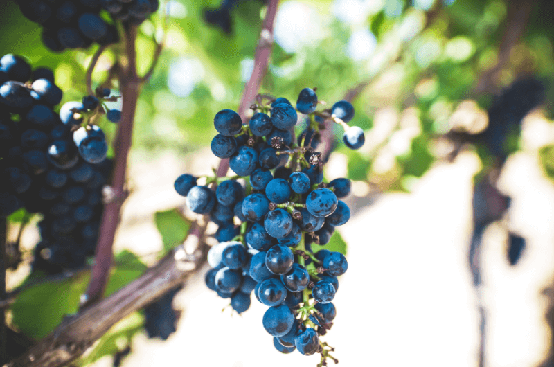 A bunch of red grapes