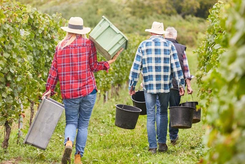 harvesting wine