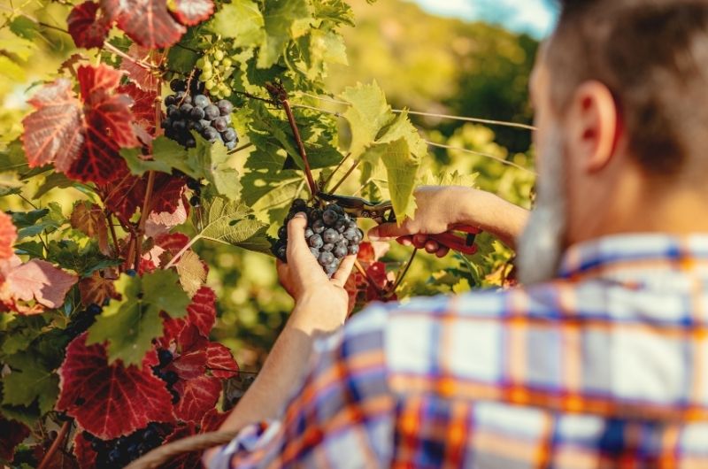 harvesting wine manually 