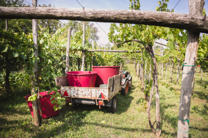 Harvesting wine