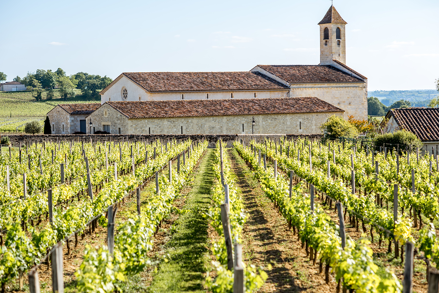 A vineyard in Bordeaux